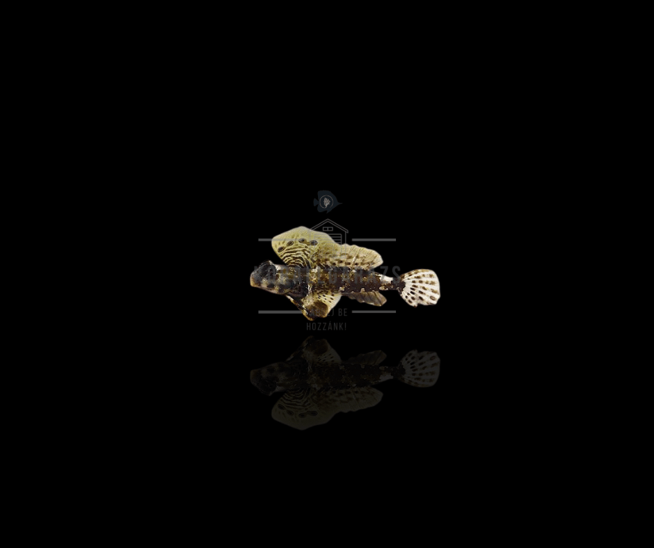 Synchiropus Ocellatus